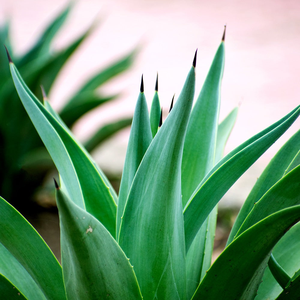 Agave